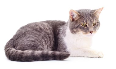 Beyaz arka plandaki kedi