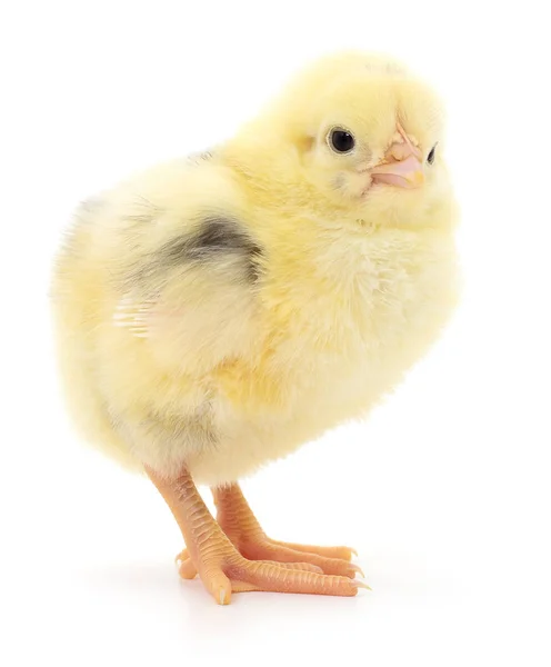 Liten gul kylling – stockfoto