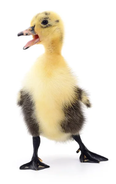 Een geel duckling — Stockfoto