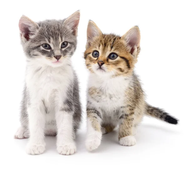 Δύο μικρά γατάκια — Φωτογραφία Αρχείου