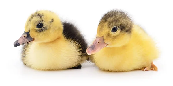 Twee gele eendjes. — Stockfoto