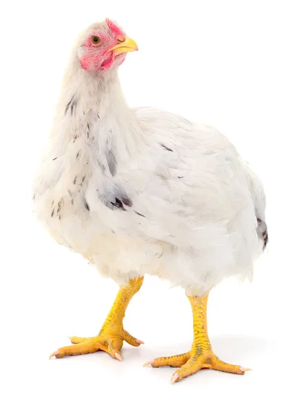 White hen isolated. — Stock Photo, Image