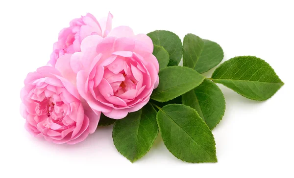 Schöne rosa Rosen. — Stockfoto