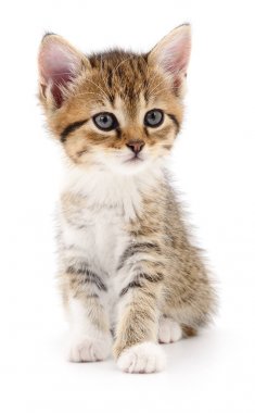Beyaz zemin üzerinde kedi yavrusu.