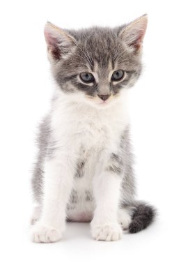 Beyaz zemin üzerinde kedi yavrusu.