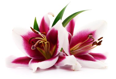 iki kırmızı lilyum.