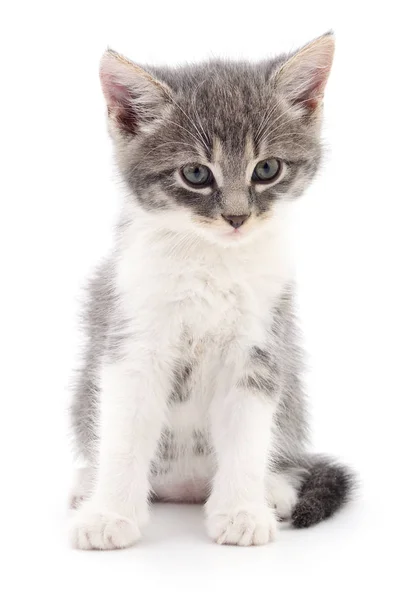 Kattunge på vit bakgrund. — Stockfoto