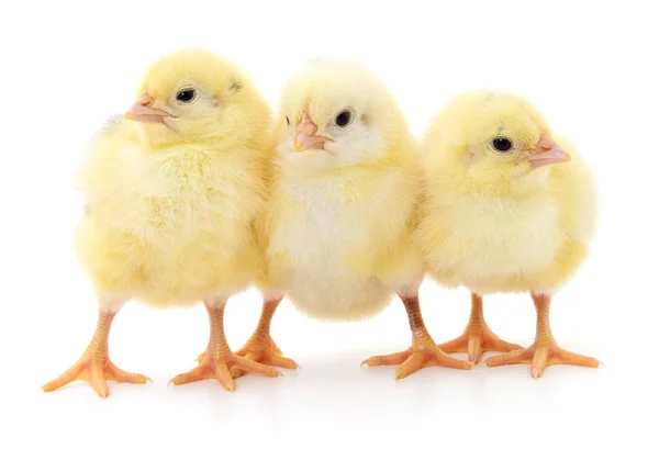 Trois poussins mignons . — Photo