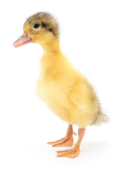 One yellow duckling — Stock Photo, Image