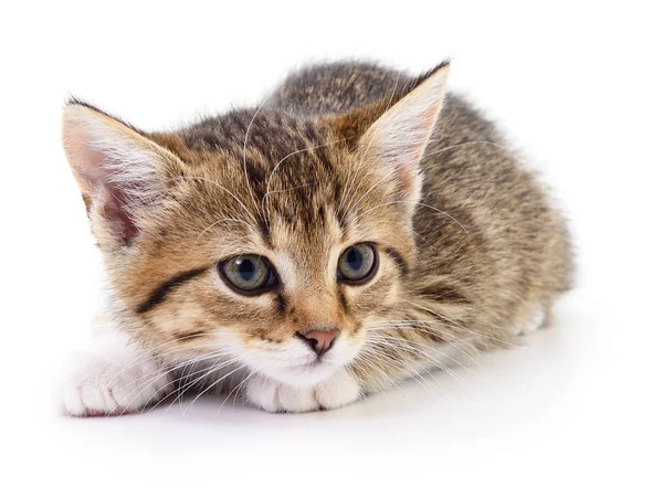 Kitten op witte achtergrond. — Stockfoto