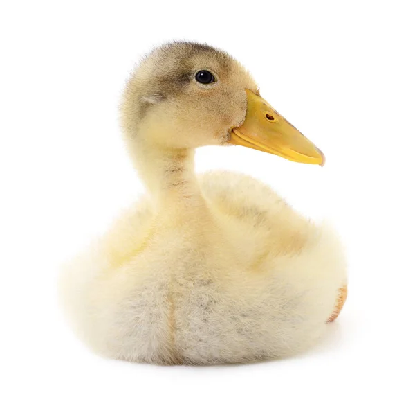 Een geel duckling — Stockfoto