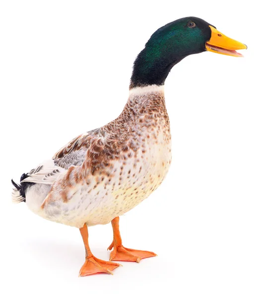 Brown duck on white. Stock Photo