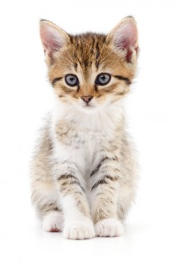 Beyaz zemin üzerinde kedi yavrusu.