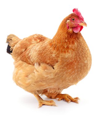 izole kahverengi tavuk.