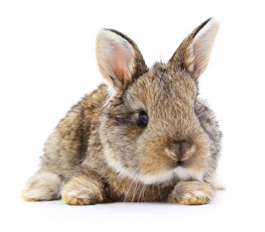 kahverengi tavşan tavşan.