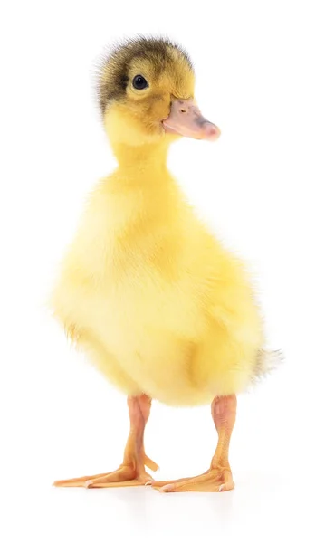 One yellow duckling — Stock Photo, Image