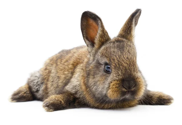 Brązowy królik. — Zdjęcie stockowe