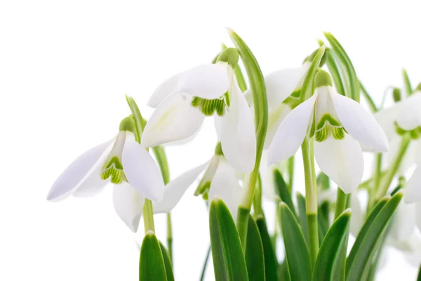 Przebiśniegi (Galanthus nivalis) na białym tle — Zdjęcie stockowe