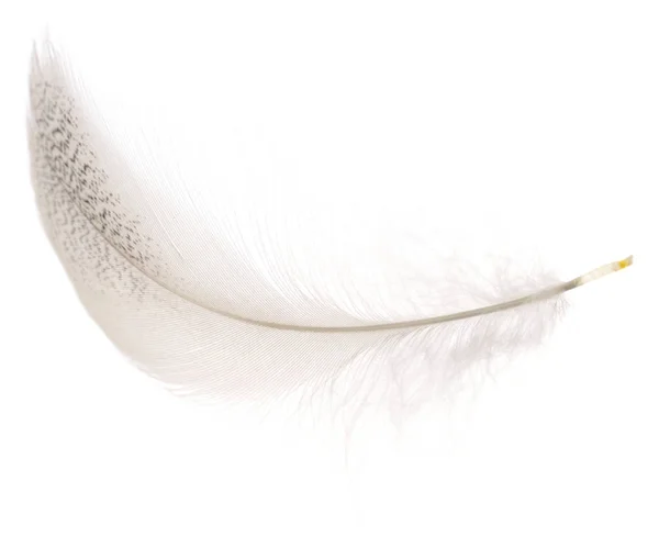 White bird feather. — Stock Photo, Image