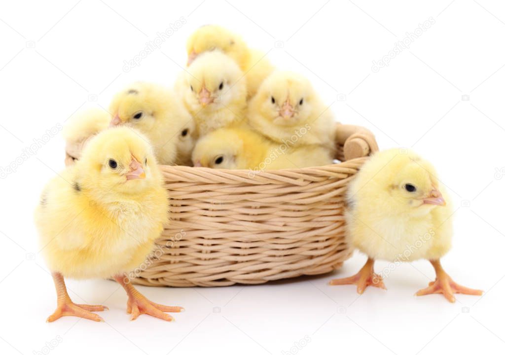 Chickens in basket.