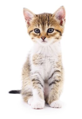 Beyaz zemin üzerinde kedi yavrusu.