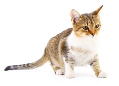 Beyaz zemin üzerinde kedi yavrusu.