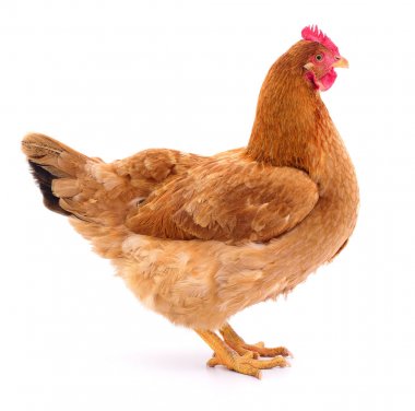 izole kahverengi tavuk.