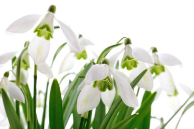 Kardelen (Galanthus nivalis) beyaz arka plan üzerinde