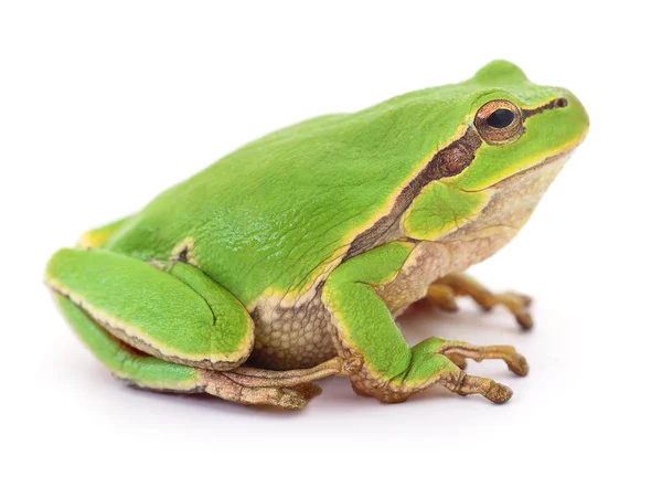 Kleine boomkikker. — Stockfoto