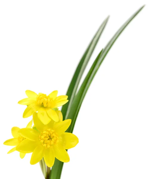 고립 된 노란 꽃 — 스톡 사진