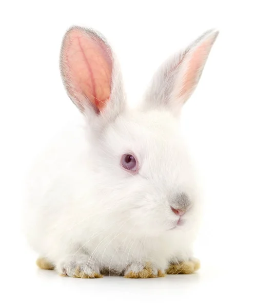 Conejo blanco conejo . —  Fotos de Stock