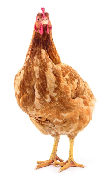 Ayam cokelat terisolasi . — Stok Foto