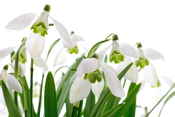 Snödroppar (Galanthus nivalis) på vit bakgrund — Stockfoto