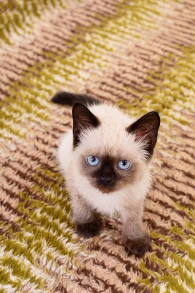 Kitten on textile background — Stock Photo, Image