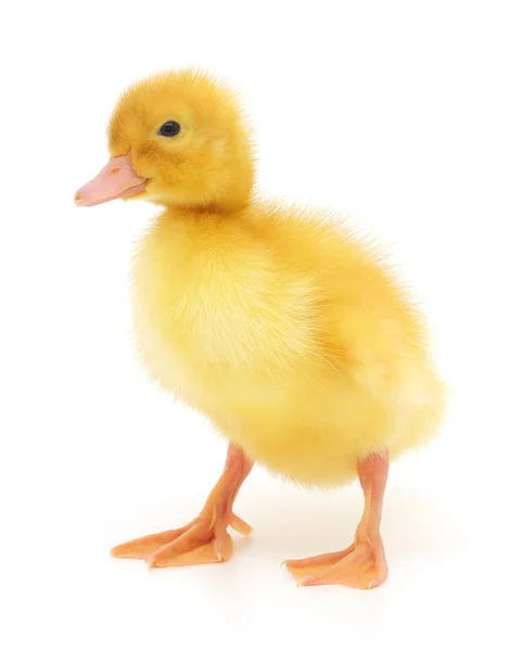 Bir sarı ördek yavrusu — Stok fotoğraf