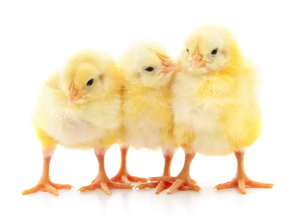 Trois poussins mignons . — Photo