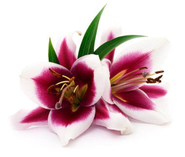 iki kırmızı lilyum.