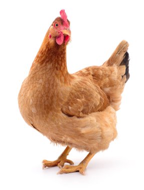 izole kahverengi tavuk.