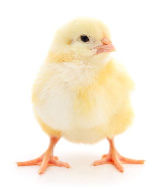 küçük sarı tavuk 