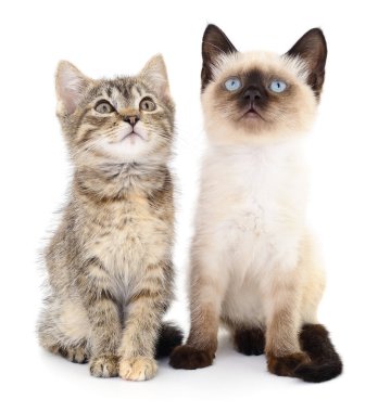 iki küçük yavru kedi 