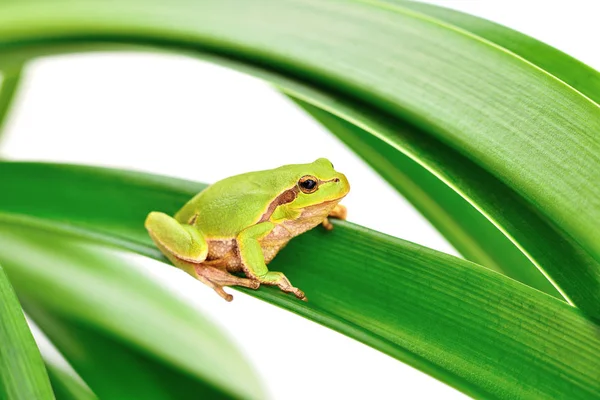 Groda sittande på ett löv — Stockfoto