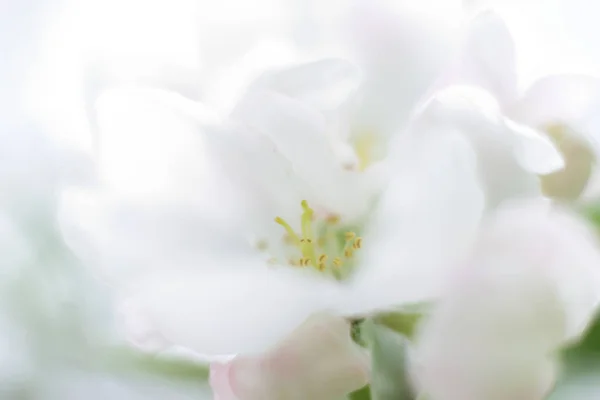 Jarní květy apple — Stock fotografie