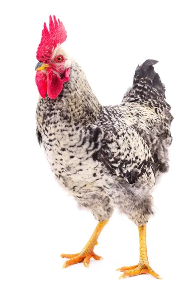 Gray young rooster. — Stock Photo, Image