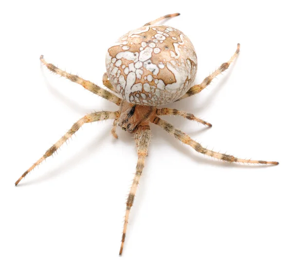 Bruin huis Spider. — Stockfoto