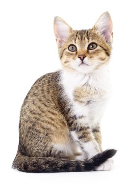 Beyaz zemin üzerinde kedi yavrusu.