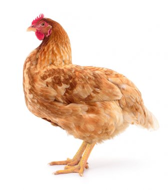 izole kahverengi tavuk.