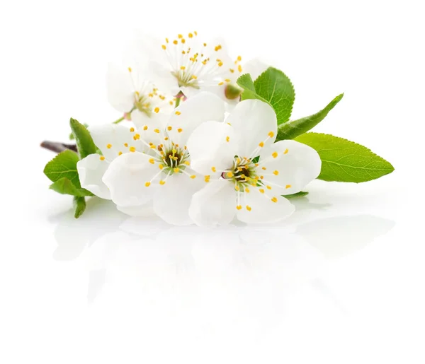 Beyaz üzerine kiraz çiçeği — Stok fotoğraf