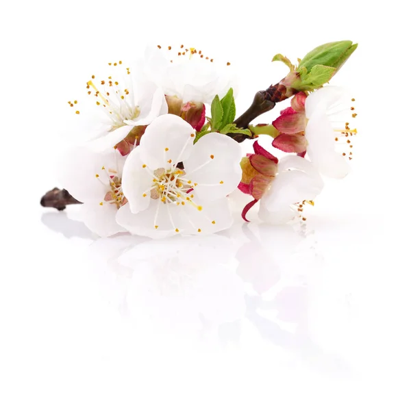 Абрикос blossom, ізольовані — стокове фото