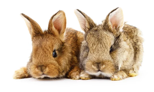 Dos conejos . — Foto de Stock