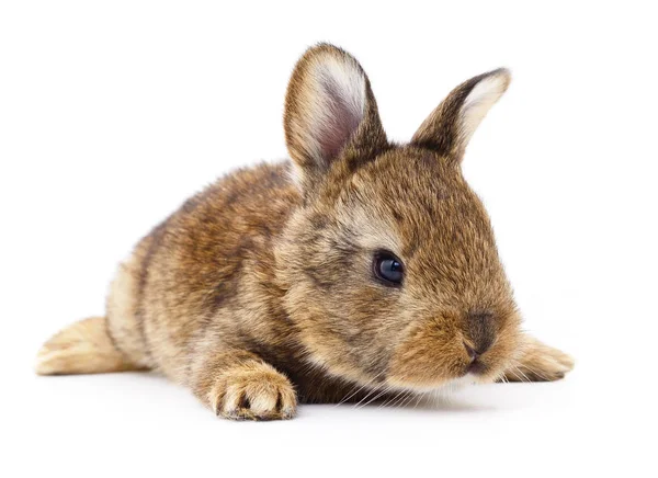 Conejo marrón conejo . —  Fotos de Stock